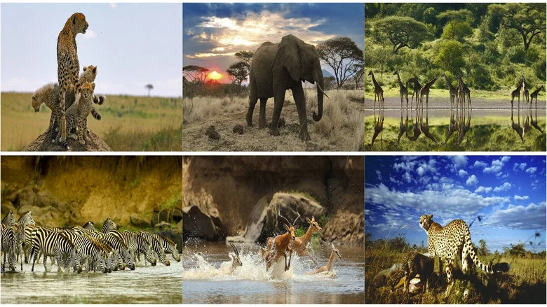 Serengeti screenshot 1