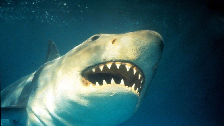 Shark Terror: The Real Jaws screenshot 1