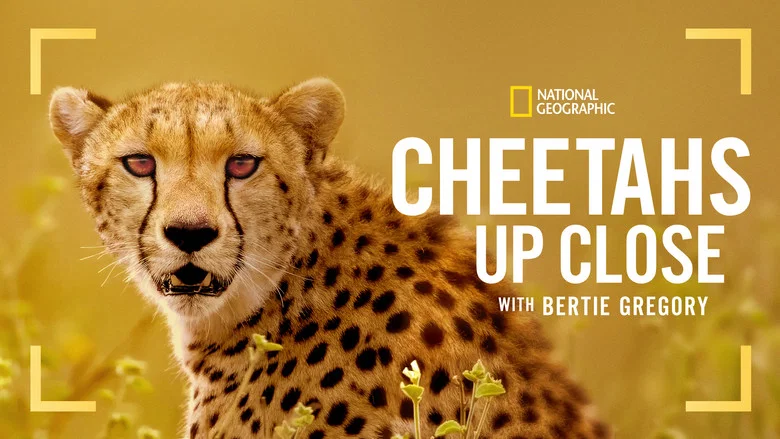 Cheetahs Up Close with Bertie Gregory screenshot 5