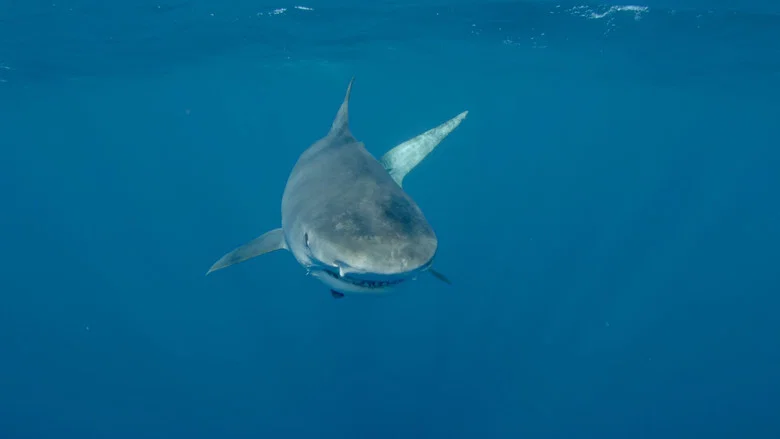 Sharkwater Extinction screenshot 4