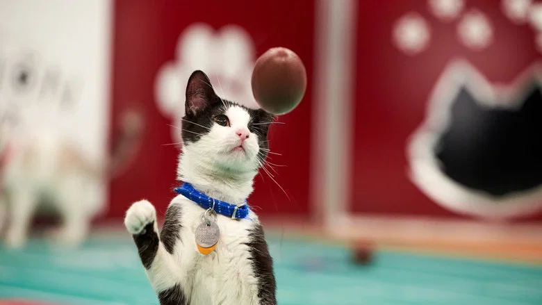 Hallmark Channel's 1st Annual Cat Bowl screenshot 6