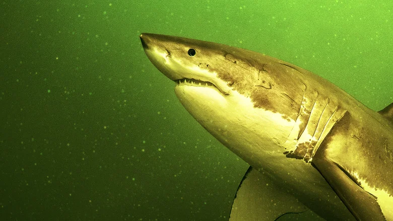 Return of the White Shark screenshot 5