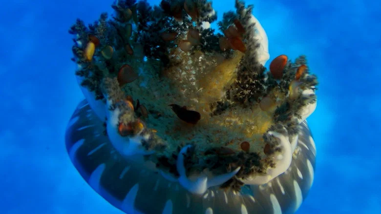 Wonders of the Sea screenshot 2