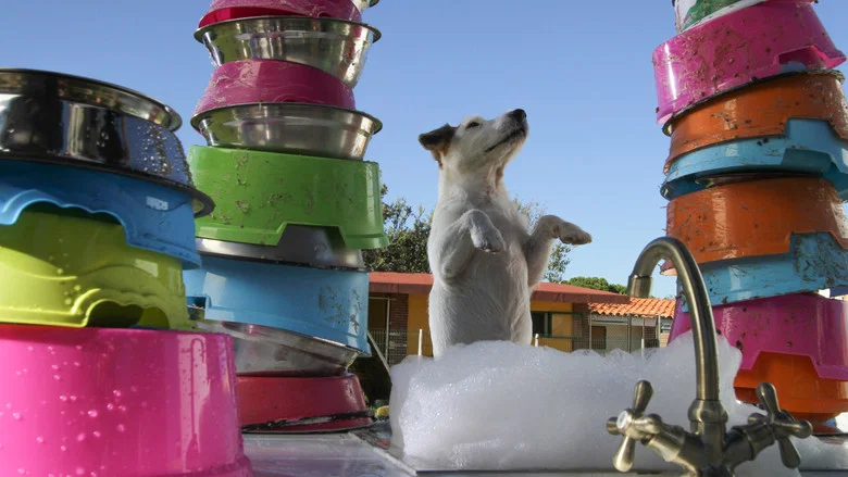 Millionaire Dog screenshot 2