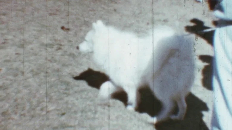 Tiffany Dog Show screenshot 1