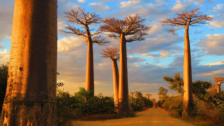 Madagascar, l'île sauvage screenshot 1