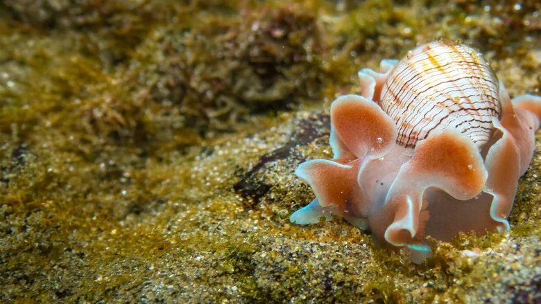 Shells: Shaped by Nature screenshot 3