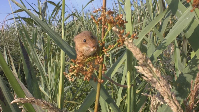 The Harvest Mouse: Grassland Acrobat screenshot 1