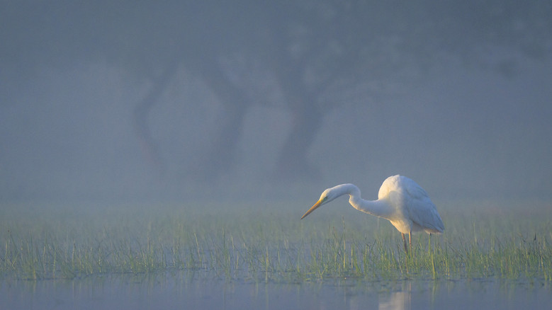 Wild Delta screenshot 1