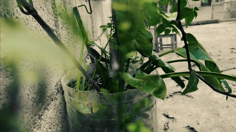 Plants And Nothing Else screenshot 2