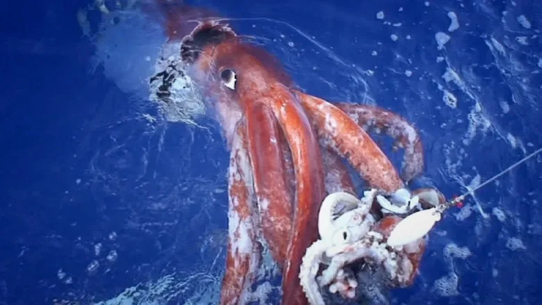 Hunt For The Giant Squid screenshot 3