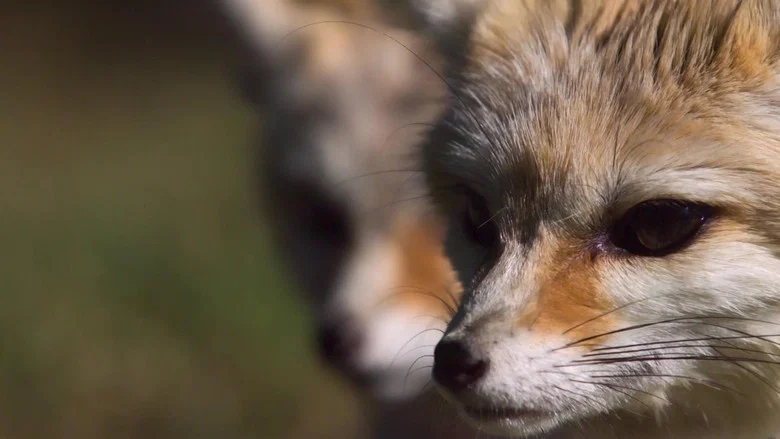 Super Cute Animals screenshot 4