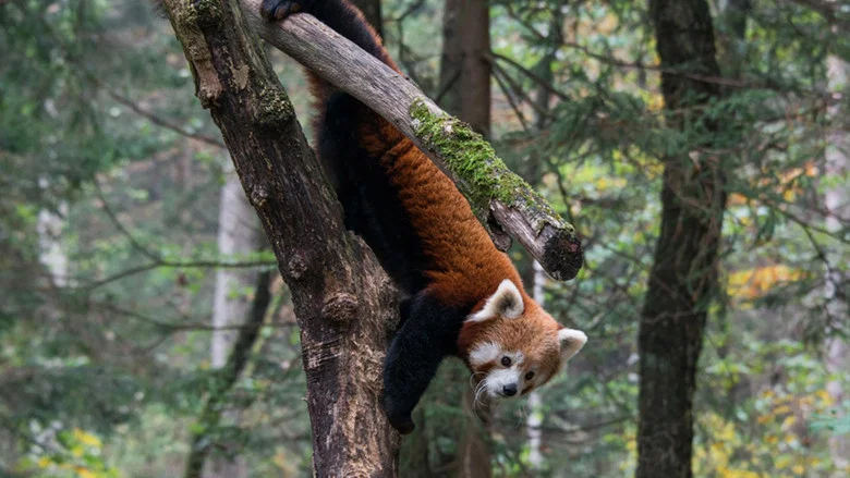 Red Panda: World's Cutest Animal screenshot 2