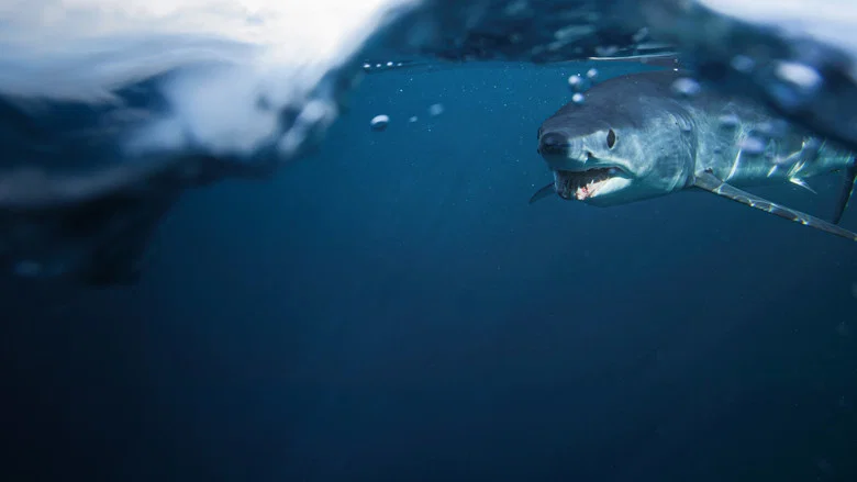 Shark vs. Tuna screenshot 5