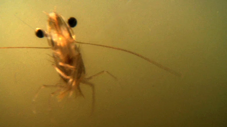 The Shrimp screenshot 1