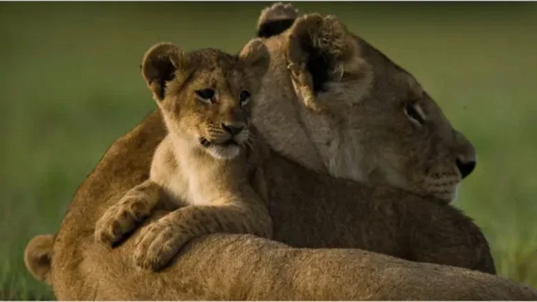 The Last Lions screenshot 4