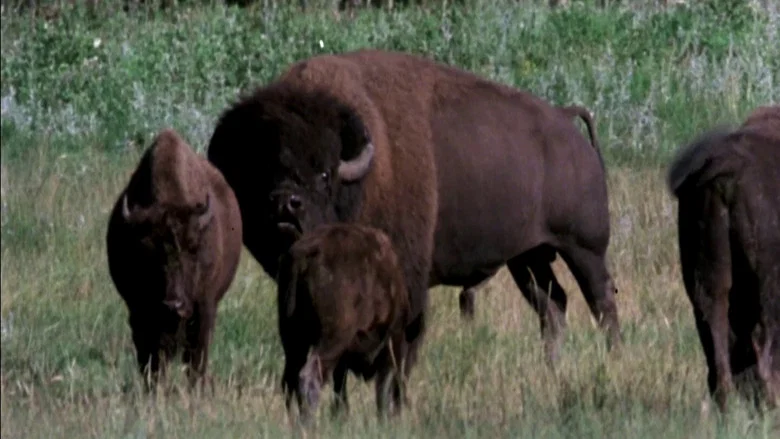 The Great Buffalo Saga screenshot 1