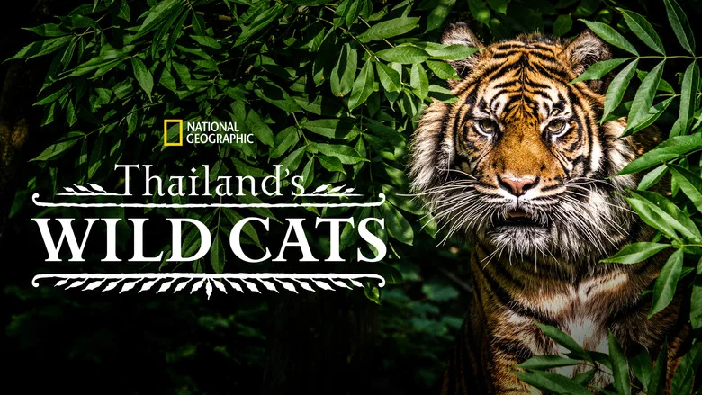 Thailand's Wild Cats screenshot 3