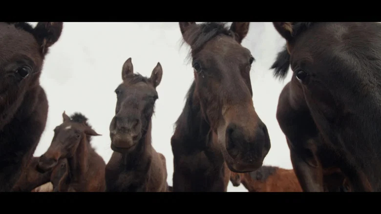 Wings of Kyrgyzstan screenshot 1