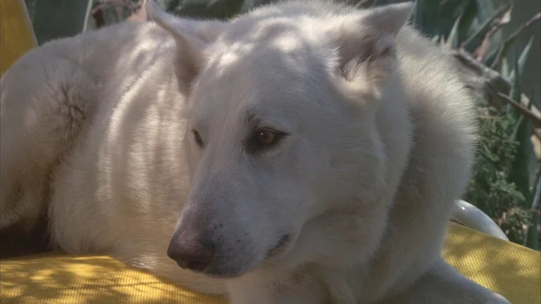 White Dog screenshot 4