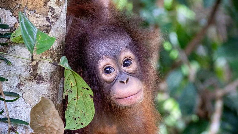Orang Utans - Keepers of the Jungle screenshot 8