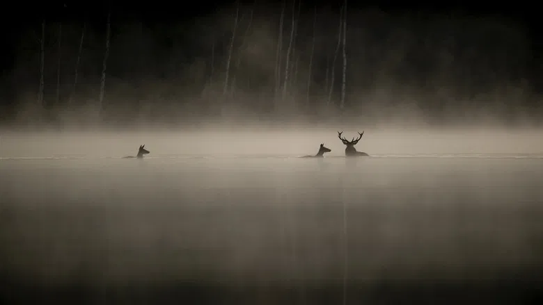 Whispers in the Woods screenshot 2