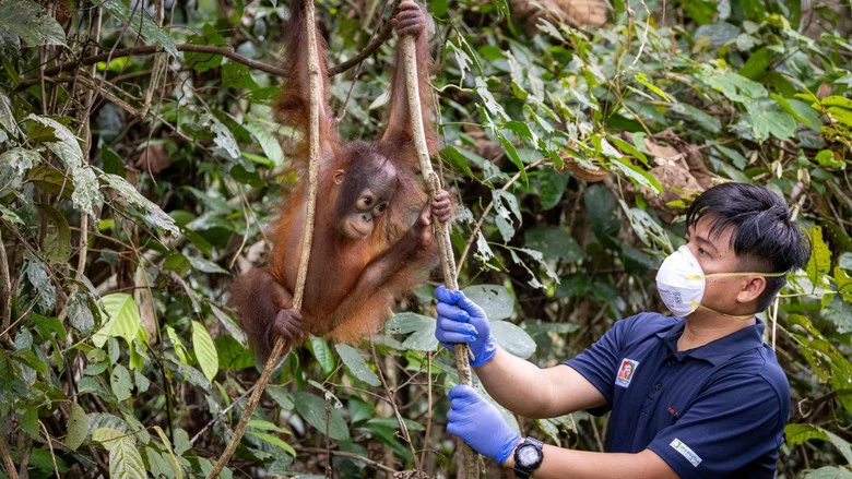 Orang Utans - Keepers of the Jungle screenshot 6