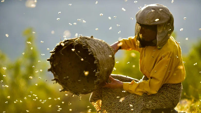Honeyland screenshot 3