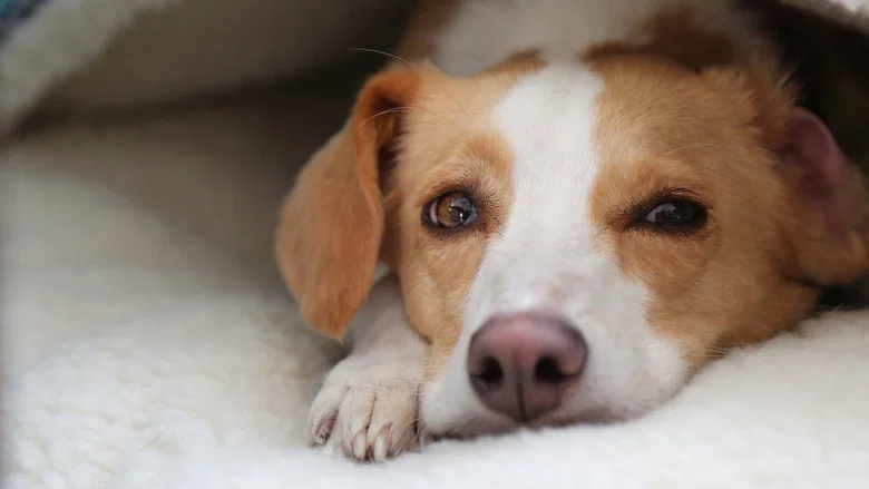 Can Dogs Talk? screenshot 1
