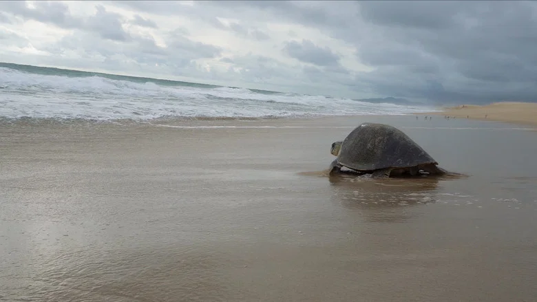 Return: Saving Turtles screenshot 3