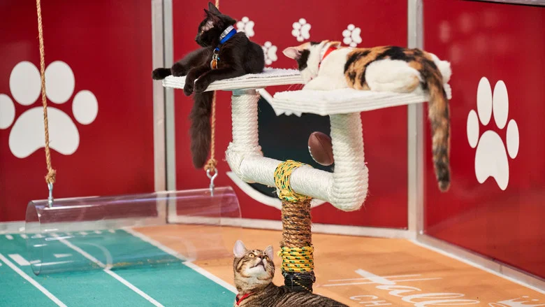 Hallmark Channel's 1st Annual Cat Bowl screenshot 7