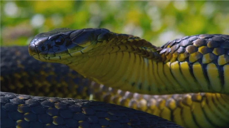 Snake Island: Wild & Deadly screenshot 1