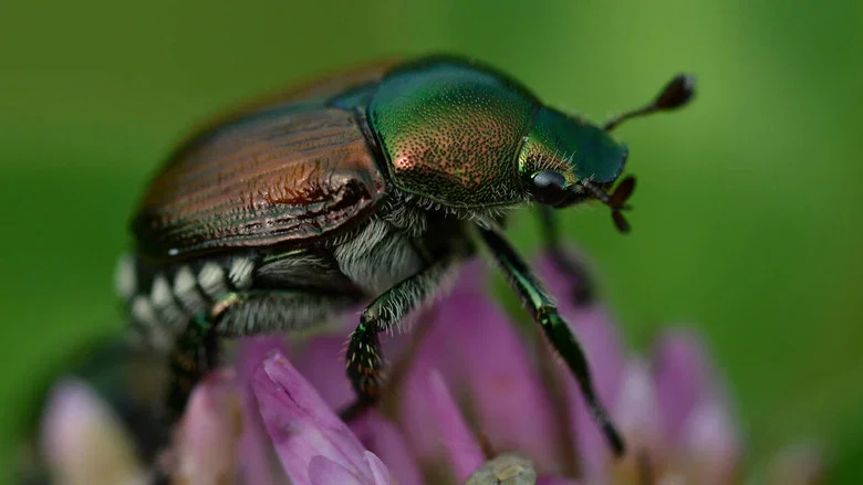 Fabulous Insects - Beetles screenshot 1