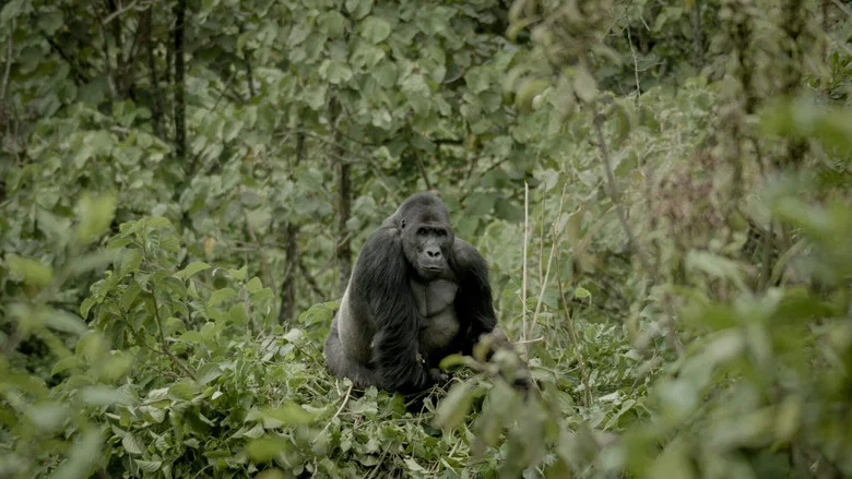 Silverback screenshot 1