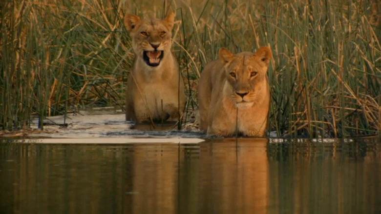 Birth of a Pride screenshot 5