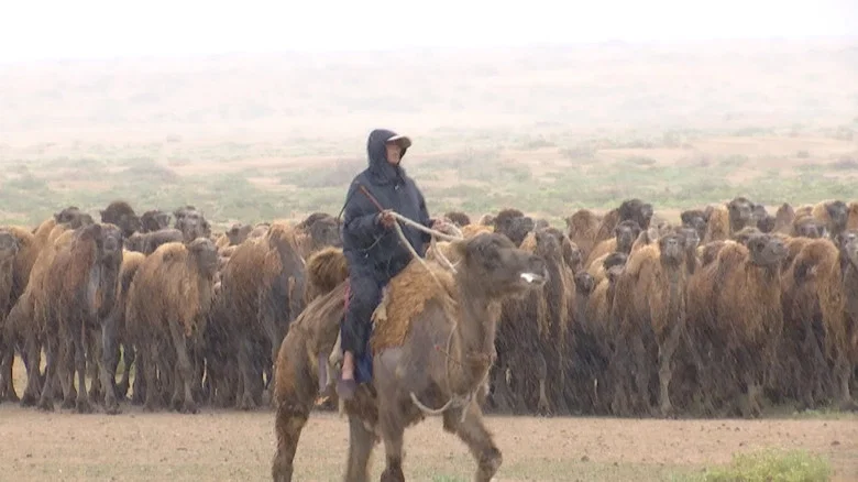The Disappearing Camel Caravan screenshot 1