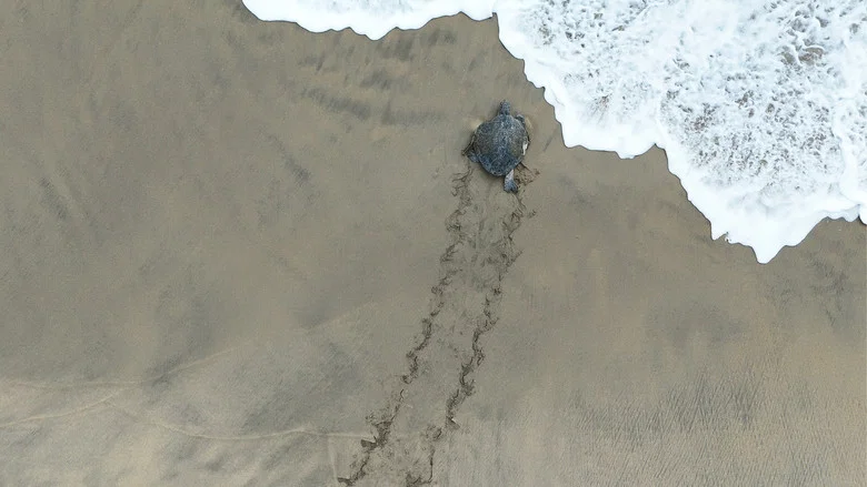 Return: Saving Turtles screenshot 7