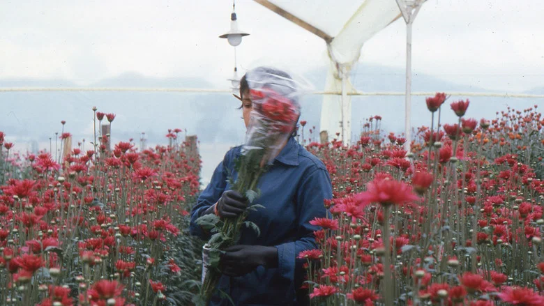 Love, Women and Flowers screenshot 1