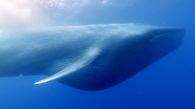 Ocean Giants screenshot 1