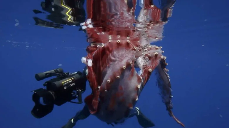 Hunt For The Giant Squid screenshot 2
