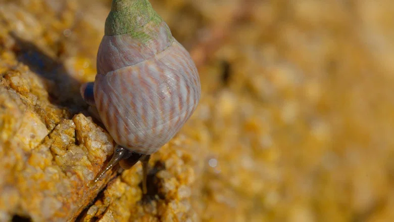 Shells: Shaped by Nature screenshot 4