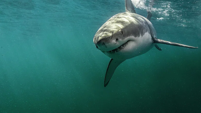 Return of the White Shark screenshot 8