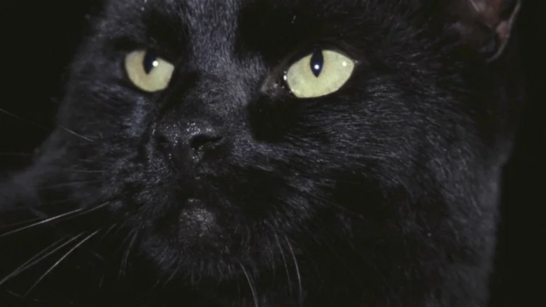 The Black Cat screenshot 4