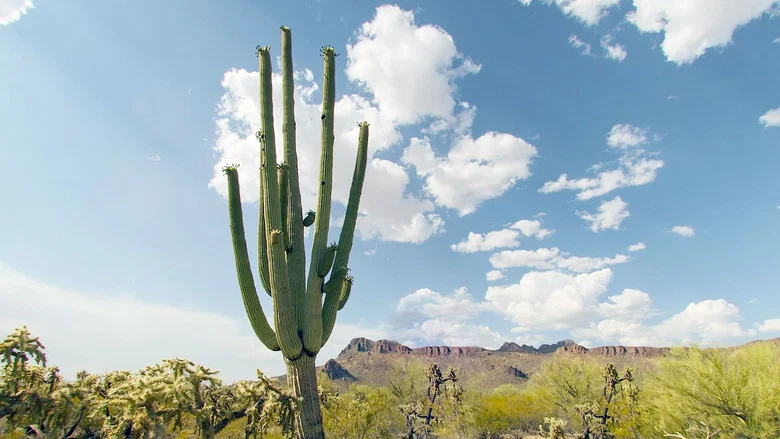 Cactus Hotel screenshot 1
