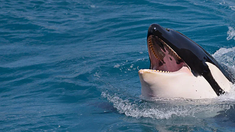 Killer Shark Vs. Killer Whale screenshot 3