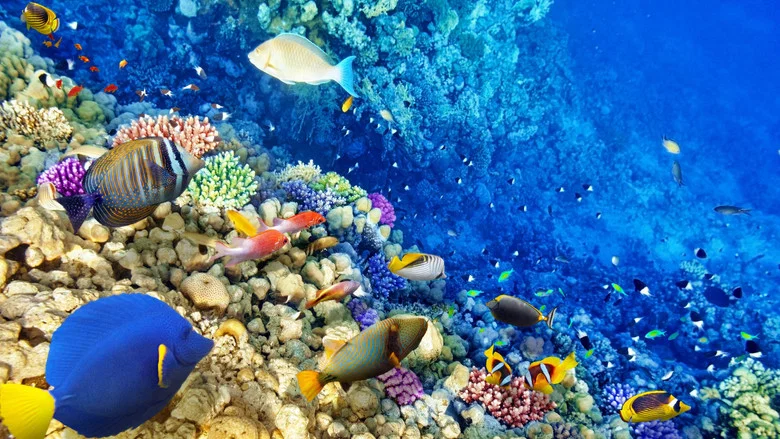 Secrets of the Great Barrier Reef screenshot 1