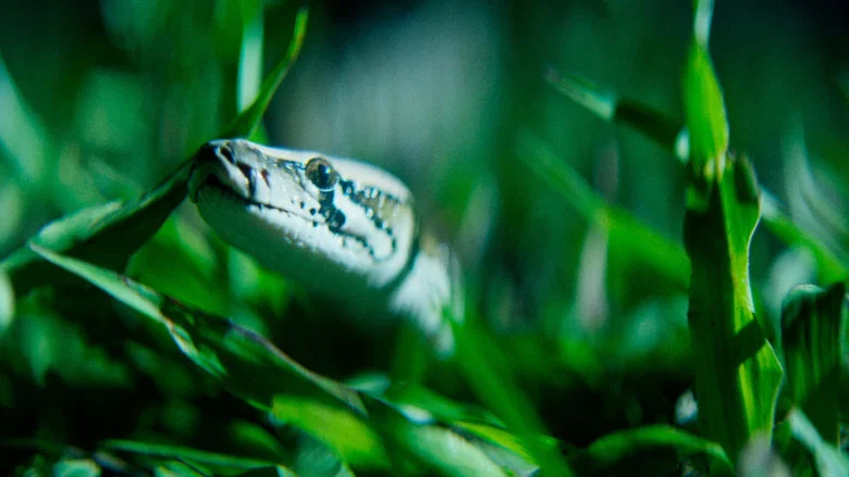 The Python Hunt screenshot 4