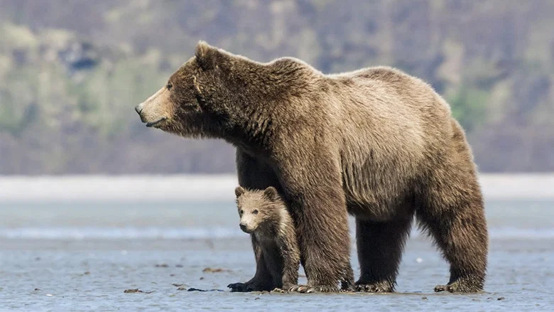 Bears screenshot 3