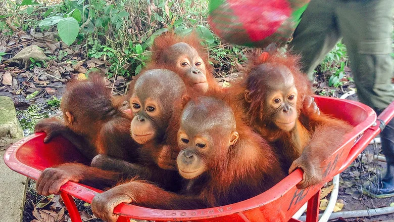 Operation Orangutan screenshot 2