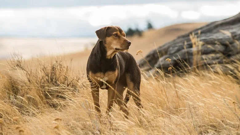 A Dog's Way Home screenshot 1